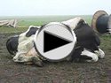 super-cow-auto-feeding