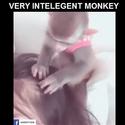 very-intelligent-monkey