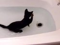 Crazy-cat--loves-water