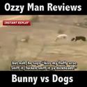 bunny-vs-dogs