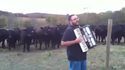cows-love-accordion-music