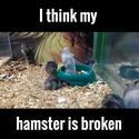 i-thiink-my-hamster-is-broken