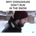 why-chihuahuas-dont-run-in-the-snow