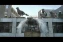 fedex-pigeon-superbowl