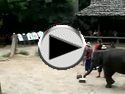 elephant-hitter
