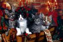 Christmas-Kittens