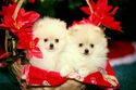Christmas-Pomeranians
