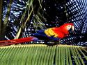 Tropical-Perch-Scarlet-Macaw