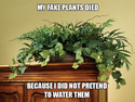 my-fake-plants-died