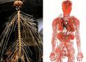 blood-vessels-and-nerves-in-human-body