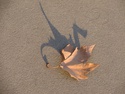 a dragon leaf