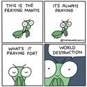 this is the praying mantis