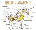 unicorn anatomy