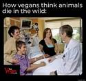 how vegans think animals die in the wild