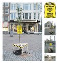 illegally planted tree