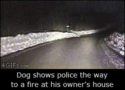 dog leads police to fire