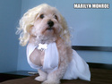 marlyn dog