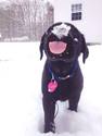 this dog loves snow
