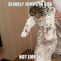 blindly jumps in a box