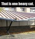 heavy cat
