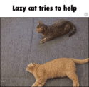 lazy cat tries to help