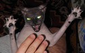 my cat from hell
