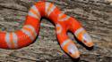 2 headed albino snake