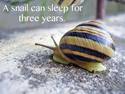 a snail can sleep for 3 years