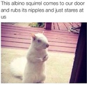 albino squirrel