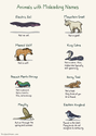 animals with misleading names
