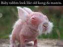 baby rabbit kung-fu master