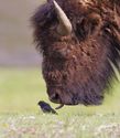 bizon i svraka