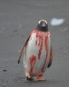 bloody penguin