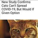 cats cant spread covid