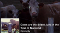 cows are the silent jury