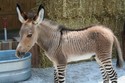 cute-zebra-donkey-zonkey