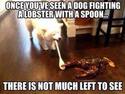 dog fighting a lobster with spoon