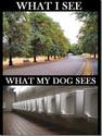 dog vision
