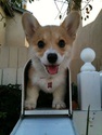 doggy mail