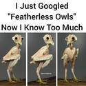 featherless owls