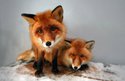 foxove