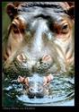 hippo i mynichak hippo