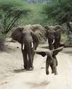 hubava e no slonovete ne mogat da skachat