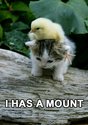 i has a mount