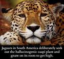 jaguars and halucinogens