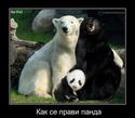 kak se pravi panda