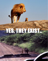 king lion-true story