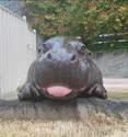 malyk hipopotam se plezi