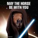 may the horse be with you