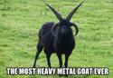 metal goat